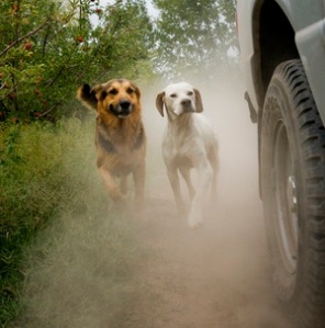 Two dogs chasing car in dust